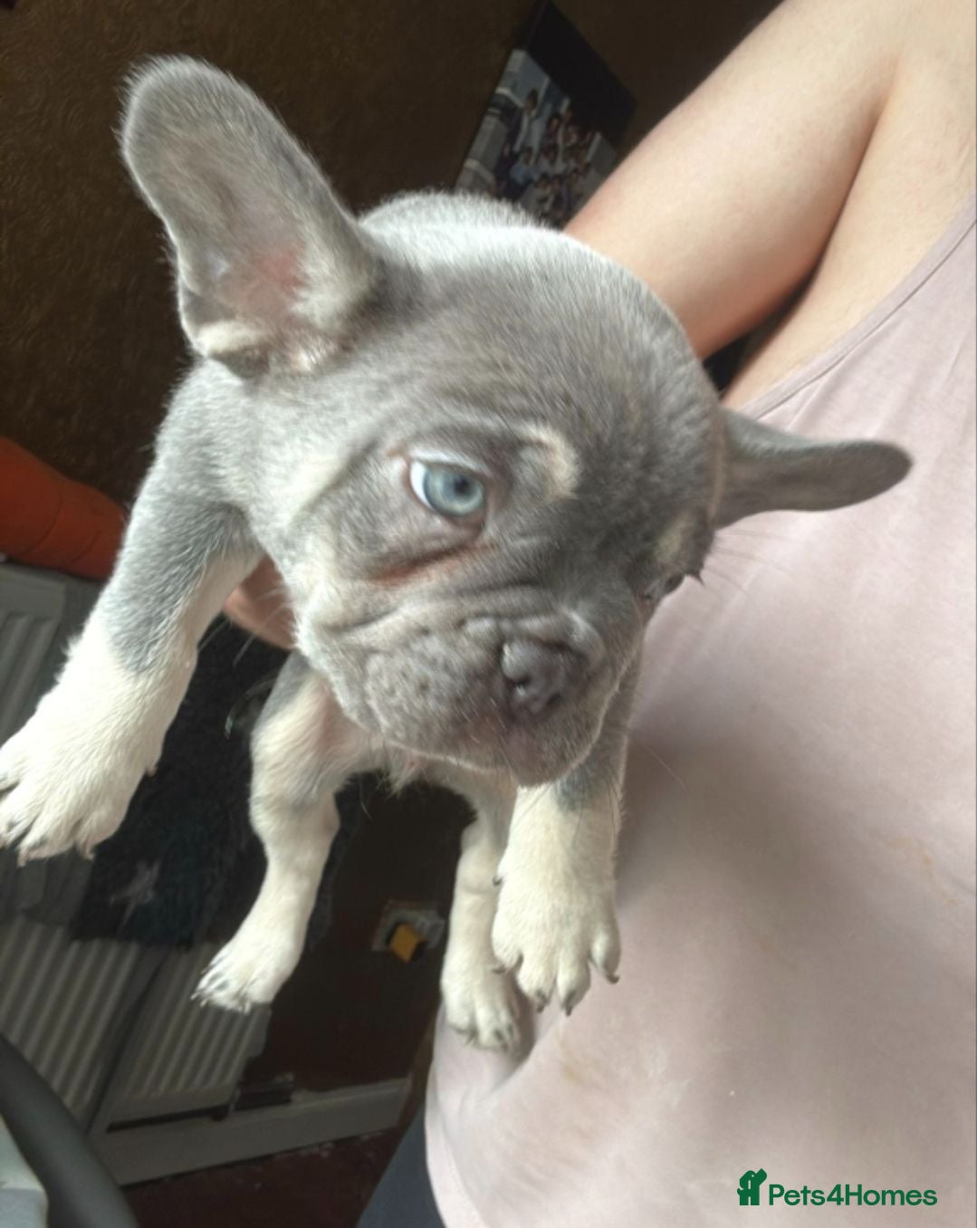 French Bulldog dogs French bulldog puppies  - Advert 3