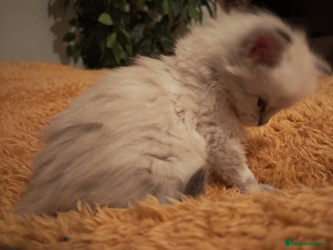 Siberian cats for sale: GCCF TICA 5 generations - Image 3