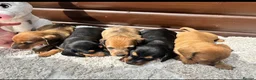 Dachshund dogs for sale: 5 gorgeous miniature dachshund puppy’s🐶 in Cullompton - Advert 38