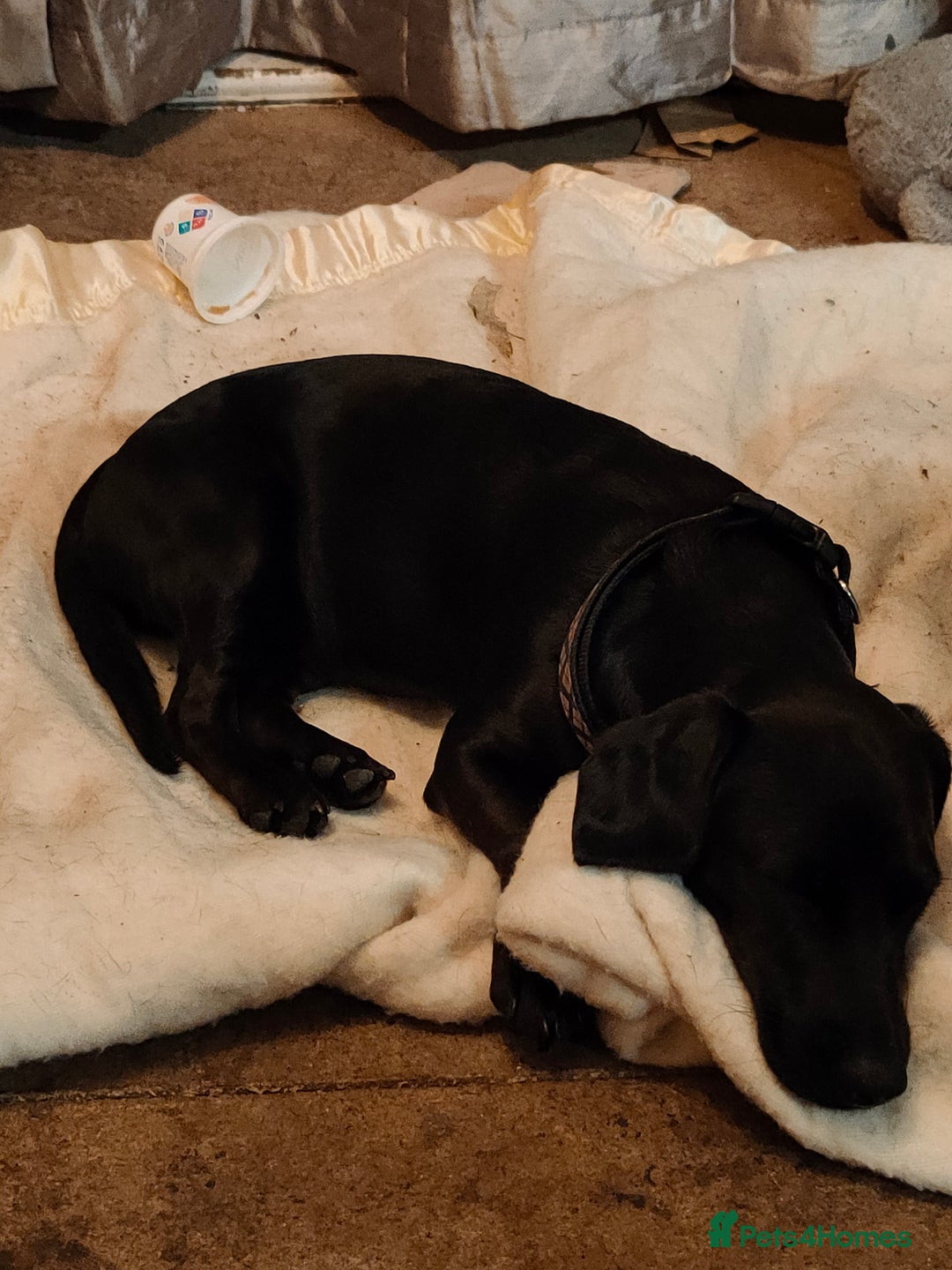 Patterjack dogs for sale: Puppy  - Image 1