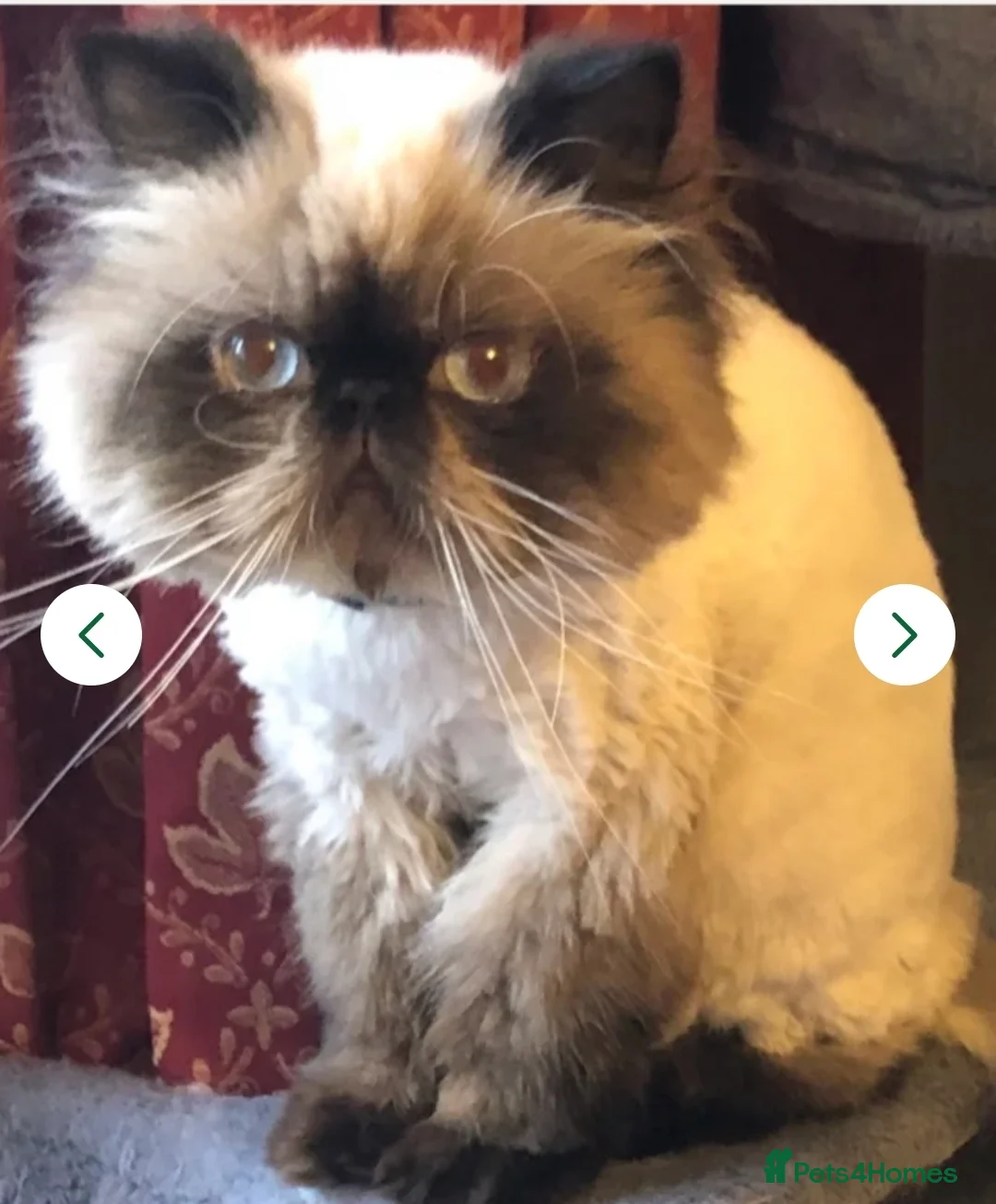 Persian cats for sale: Stunning Himalayan exotic boy kitten  in Holmfirth - Advert 2