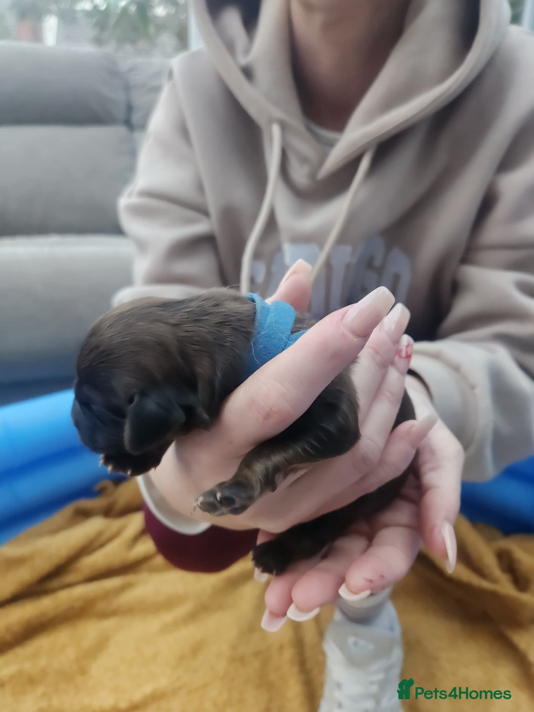 Mixed Breed dogs for sale: ​Beautiful Golden Retriever x Spaniel Pups - Advert 11