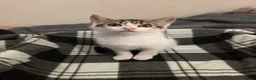 Mixed Breed cats for sale: Sweet little babies.  - Advert 4