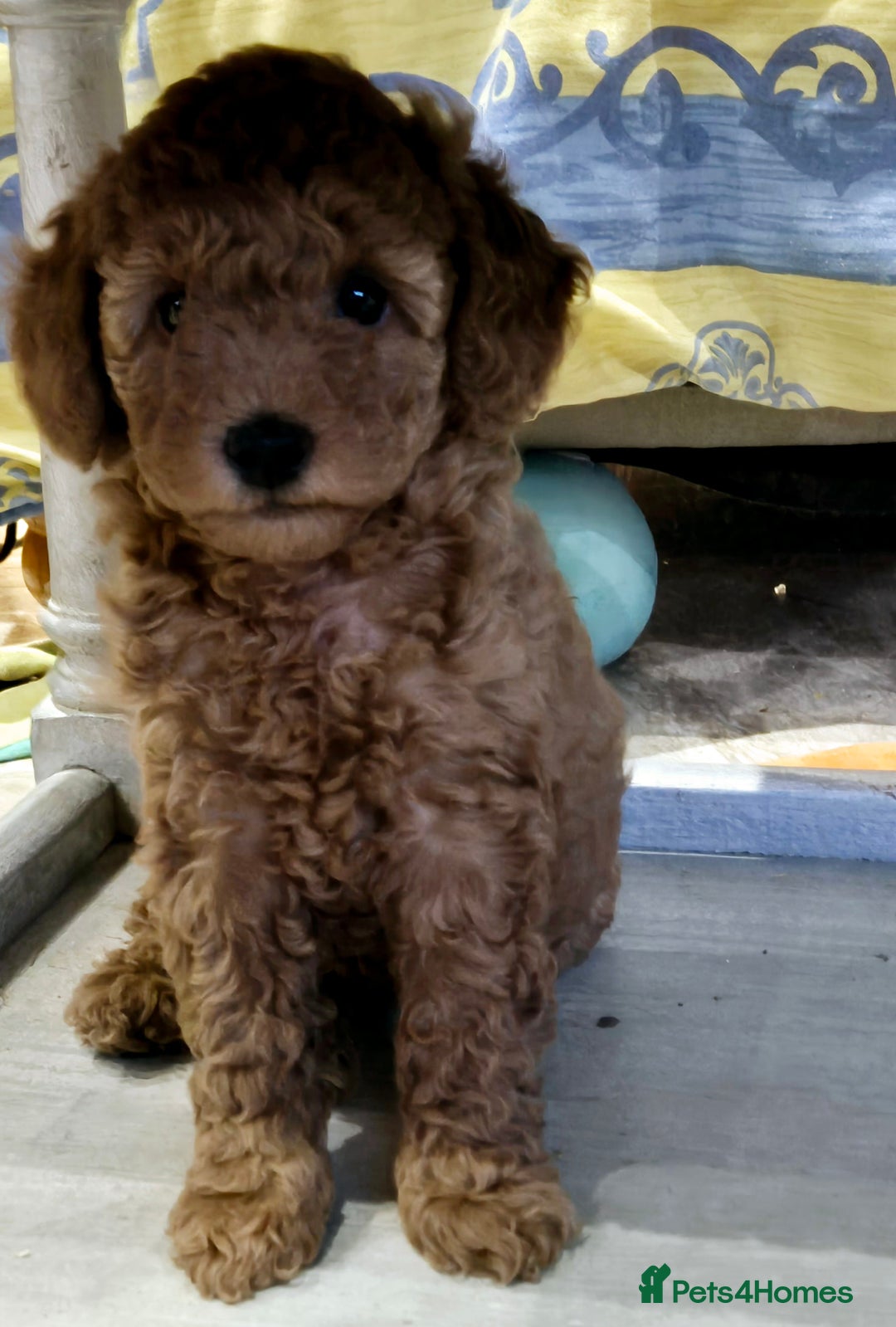 Miniature Poodle dogs for sale: Stunning poodles puppies  ready now   - Advert 11