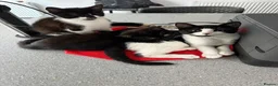 Mixed Breed cats for sale: Tuxedo kittens One female, two male - Advert 2