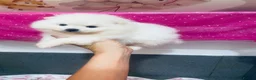 Pomeranian dogs for sale: Gorgeous White Kc babies 🌟🌟🌟🌟🌟 - Advert 9