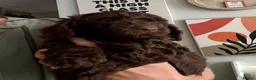 Cockapoo dogs for sale: Cockapoo Puppies  - Advert 11