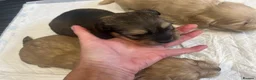 Doxiepoo dogs for sale: (REDUCED) Three Stunning Daxi Poo Puppies in Par - Advert 11