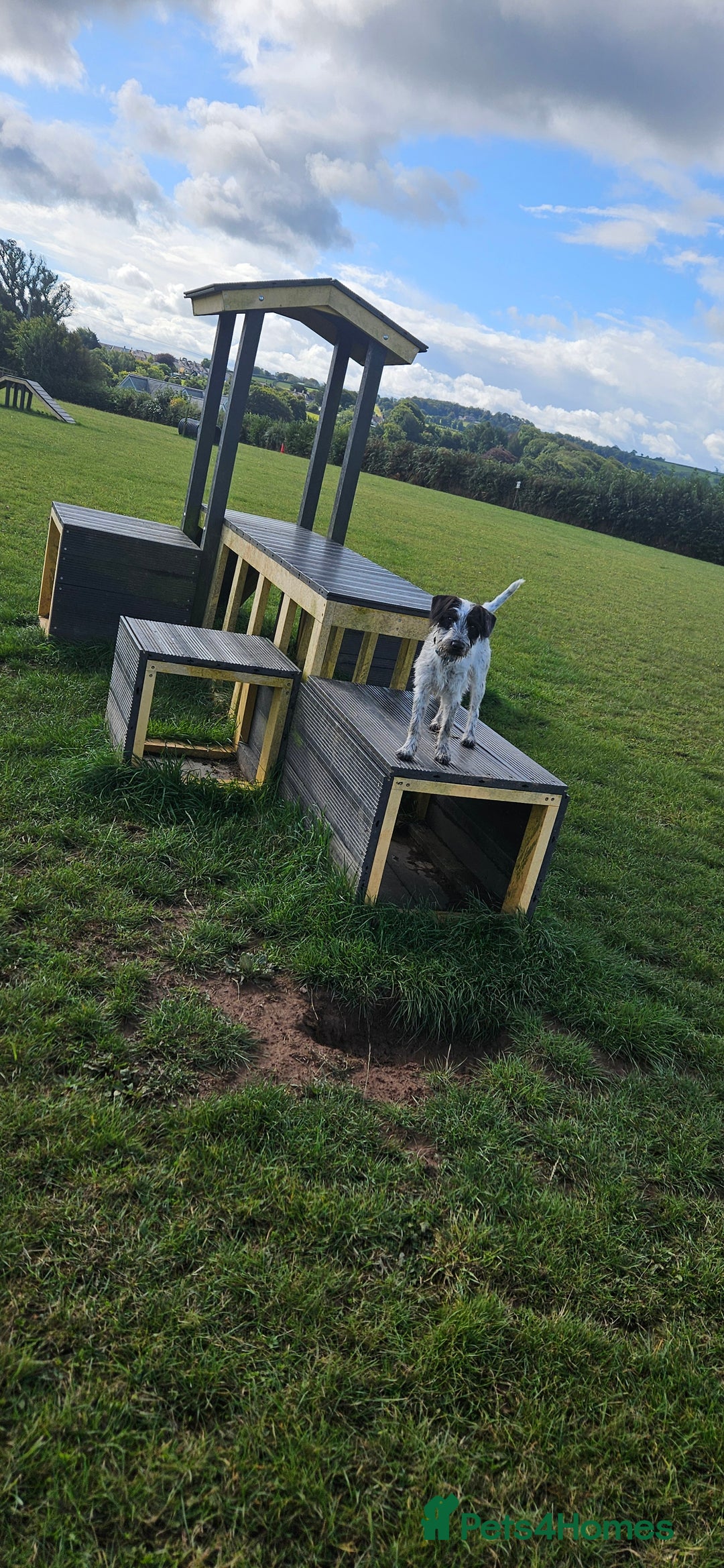 Mixed Breed dogs for sale: Terrier x cocker spaniel 10month old - Image 4
