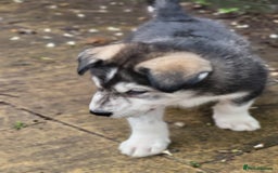 Mixed Breed dogs for sale: Alaskan Malamute puppies for sale - Image 5