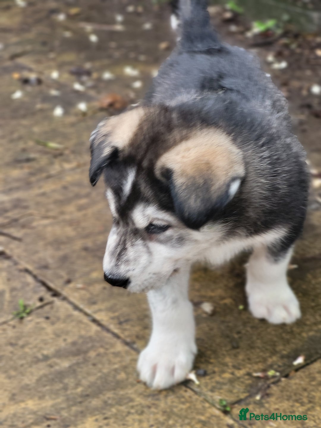 Mixed Breed dogs for sale: Alaskan Malamute puppies for sale - Image 5
