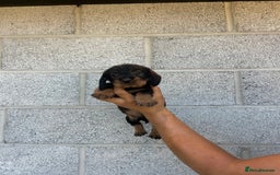 Dachshund dogs for sale: Wirey dachshund/ teckels - Image 16
