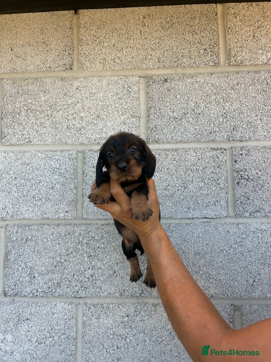 Dachshund dogs for sale: Wirey dachshund/ teckels - Image 16