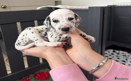 Dalmatian dogs for sale: 8 Gorgeous Dalmatian Puppies - Image 18