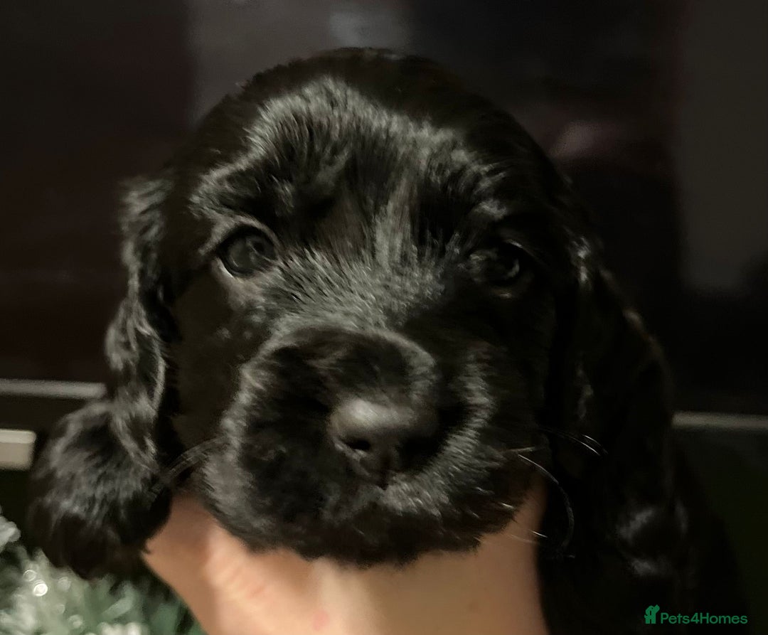 Sprocker dogs for sale: The Best of Both Worlds: Laid-Back & Brainy  - Advert 17