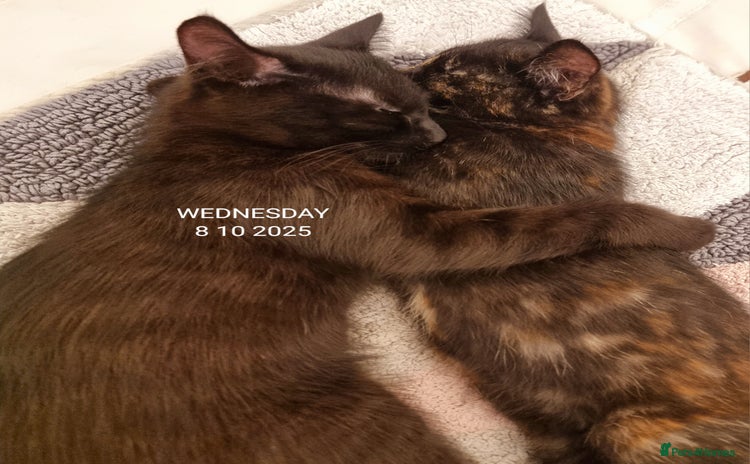 Mixed Breed cats - Advert 3