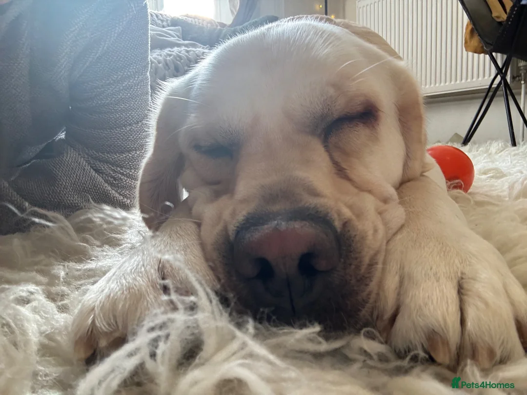 Labrador Retriever dogs for sale: Wonderful Toby  - Advert 2
