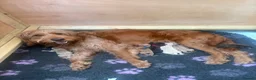 Goldendoodle dogs for sale: Beautiful f2b Golden doodles for sale  in Royston - Advert 3