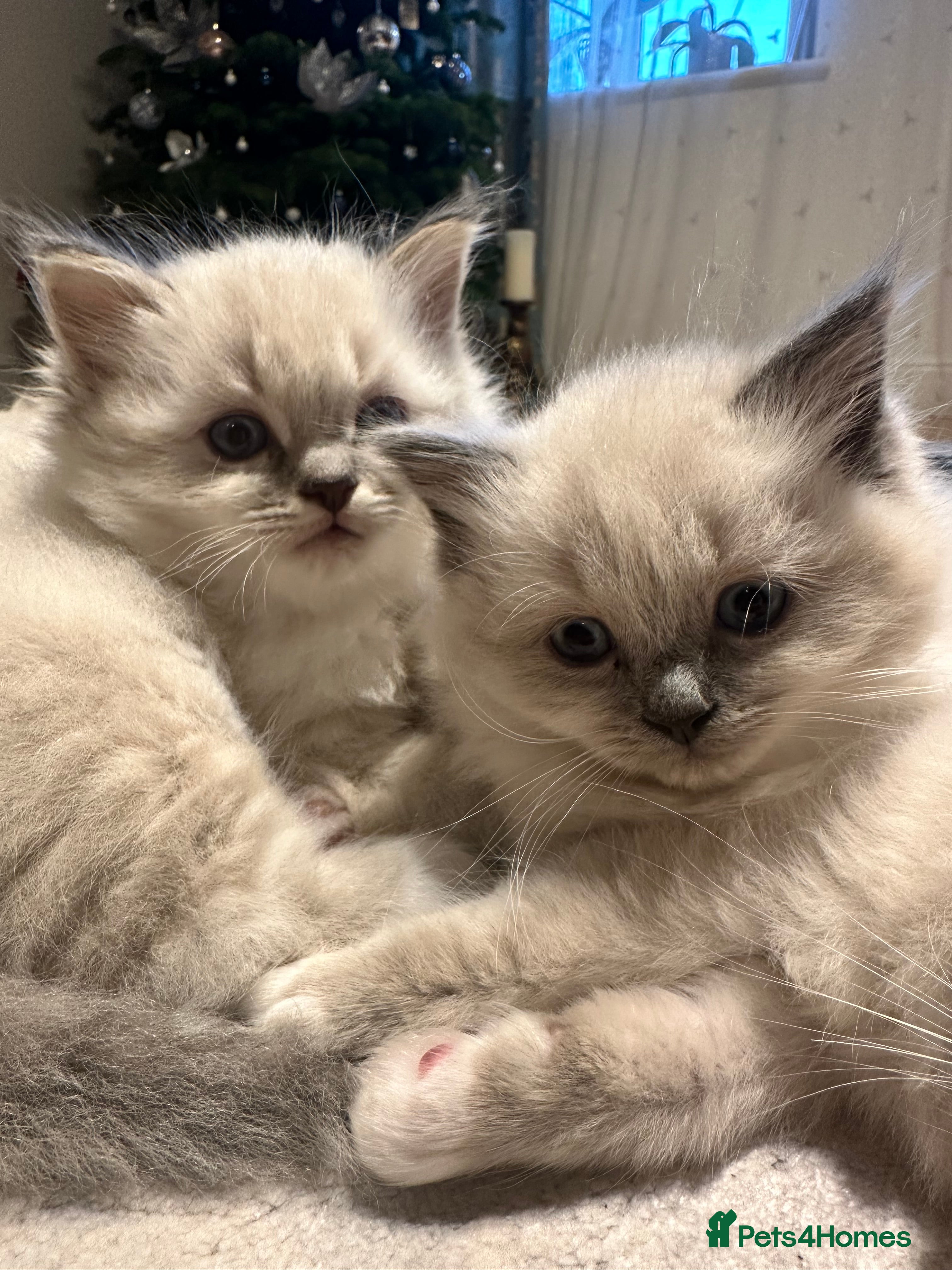 Neva Masquerade cats Rare Neva Masquerade/British Blue mittens.  - Advert 1