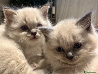 Neva Masquerade cats Rare Neva Masquerade/British Blue mittens. - Advert 14