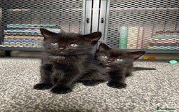British Longhair cats for sale: Honey’s Kittens!  - Image 24