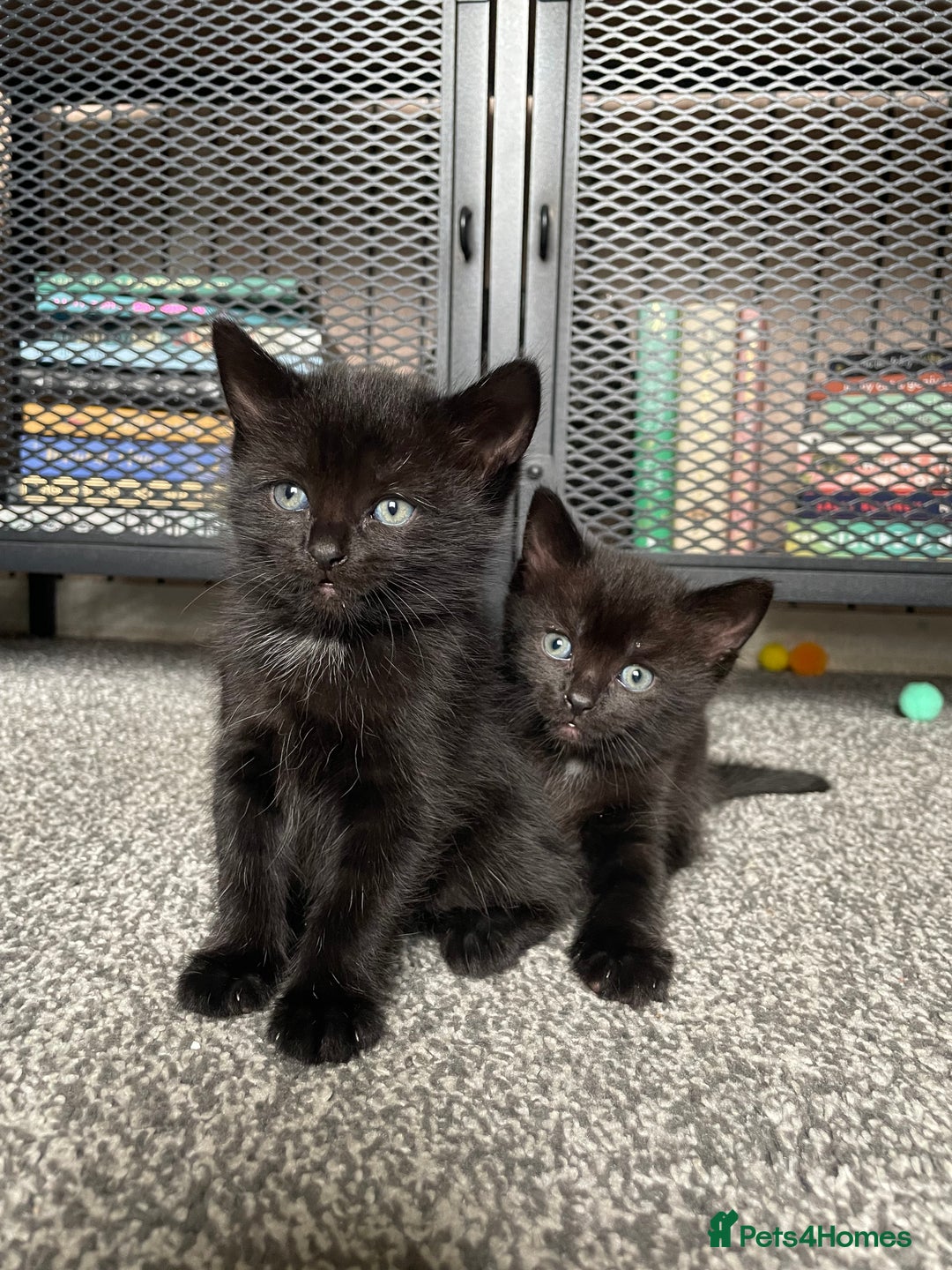 British Longhair cats for sale: Honey’s Kittens!  - Image 24
