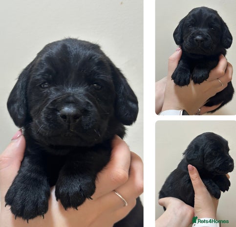 Springador puppies for sale | Pets4Homes