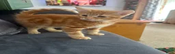 Domestic Shorthair cats for sale: Four beautiful kittens 9 weeks, READY TO GO! - Advert 3