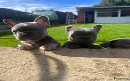 French Bulldog dogs for sale:  frenchies puppies  - Image 25