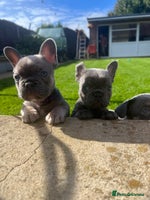 French Bulldog dogs - Advert 12