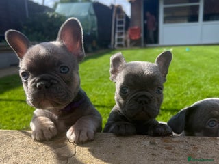 French Bulldog dogs - Advert 9