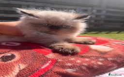 Persian cats for sale: Himalayan Persian kittens - Image 7