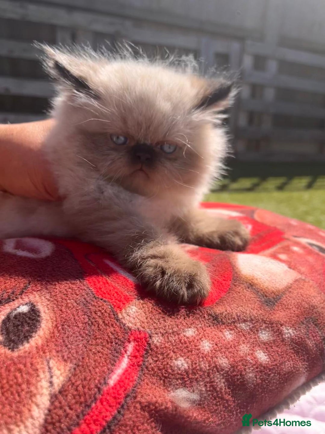 Persian cats for sale: Himalayan Persian kittens - Image 7