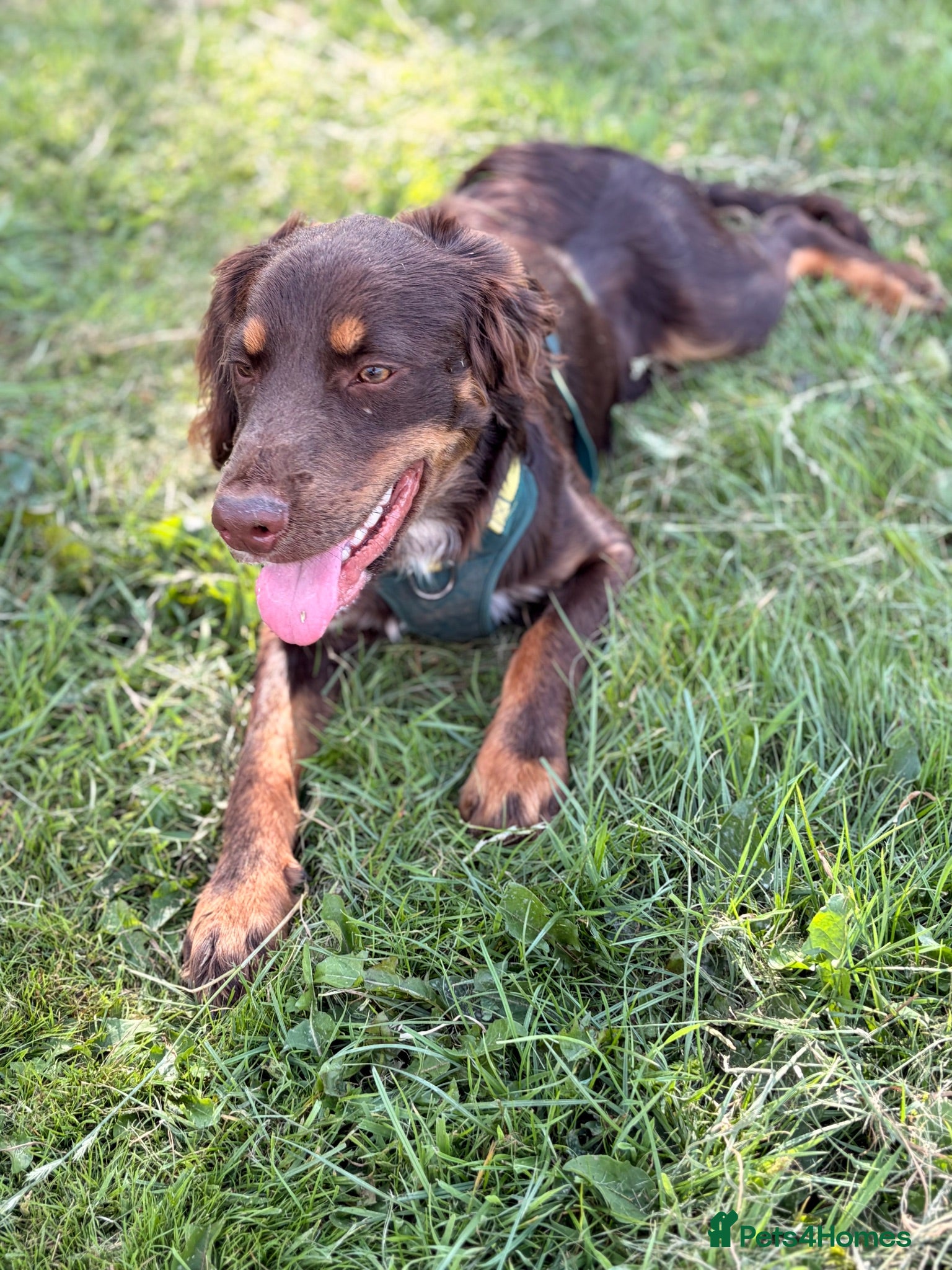 Mixed Breed dogs BEAUTIFUL BORDER COLLIE X COCKER SPANIEL  - Advert 6