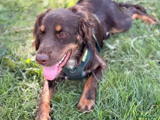 Mixed Breed dogs BEAUTIFUL BORDER COLLIE X COCKER SPANIEL - Advert 6