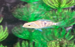 Cichlids fish for sale: Rare hybrid cichlids for sale - Image 7