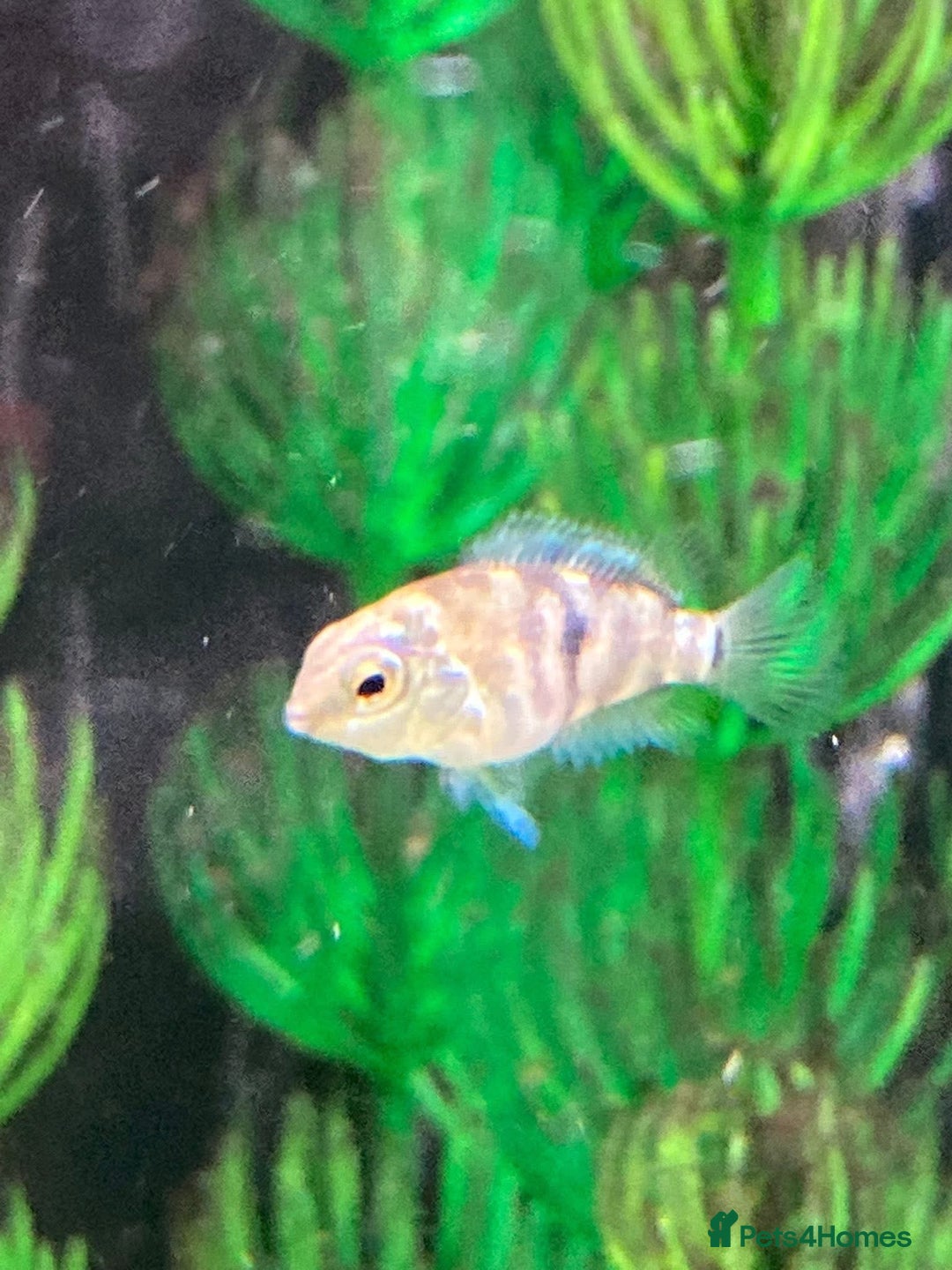 Cichlids fish for sale: Rare hybrid cichlids for sale - Image 7