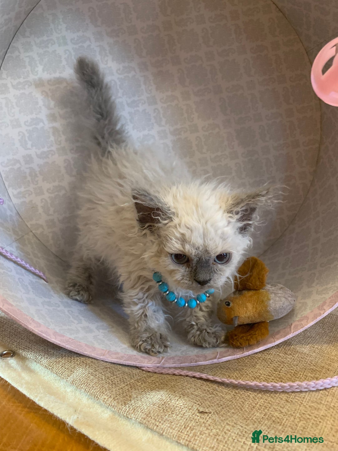Selkirk Rex cats for sale: Selkirk rex kittens  - Image 17