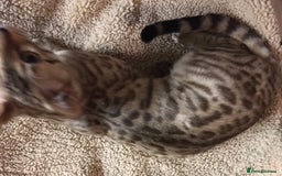 Bengal cats for sale: Oscar Wolfy Thor Rain - Image 10