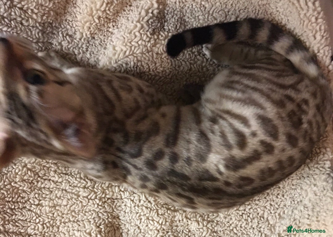 Bengal cats for sale: Oscar Wolfy Thor Rain - Image 10
