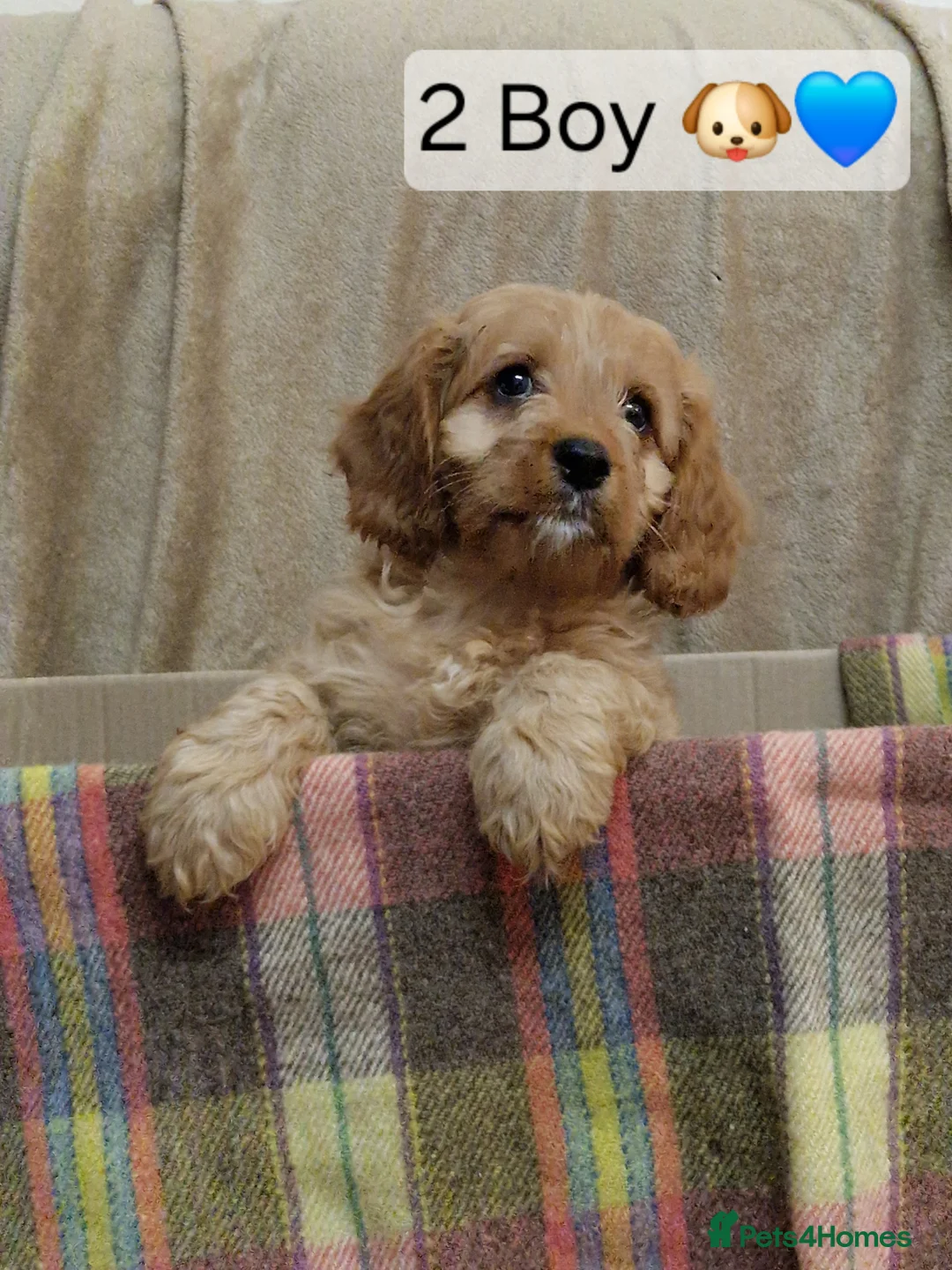 Cavapoo dogs for sale: Cavapoo Bundles of Joy 🥰 - Advert 13