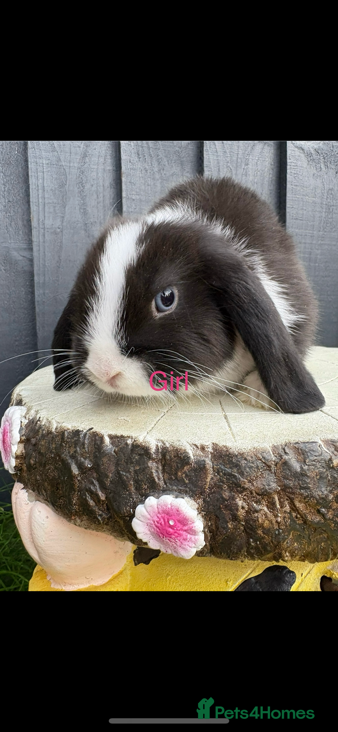 Mini Lop rabbits for sale: Mini lop baby bunny rabbits  - Image 4