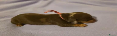 Miniature Dachshund 4