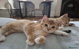 British Shorthair cats for sale: British short hair - Image 2