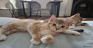 British Shorthair cats - Advert 2