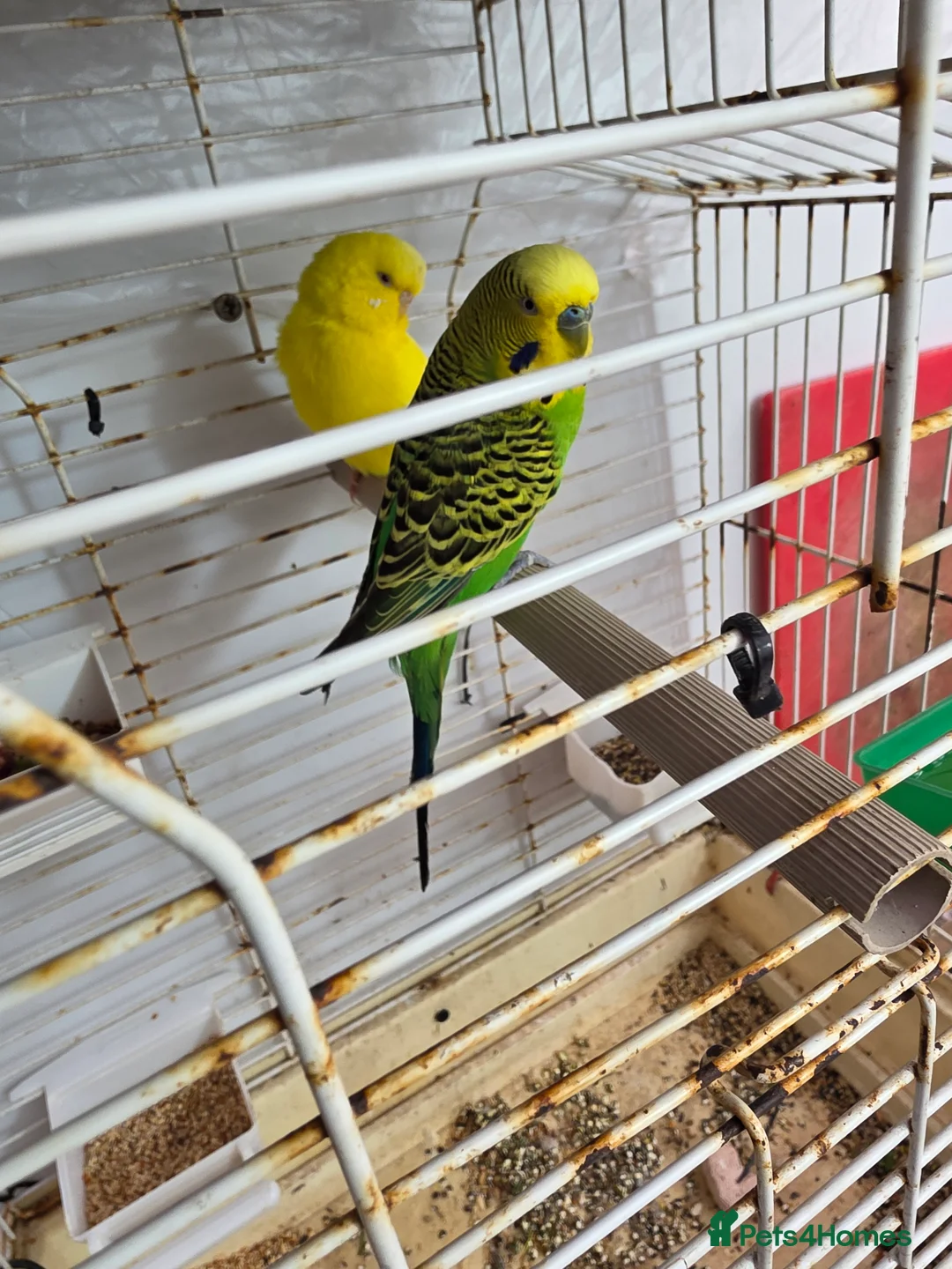 Budgerigars birds for sale: Budgies and guliden finch  - Advert 15
