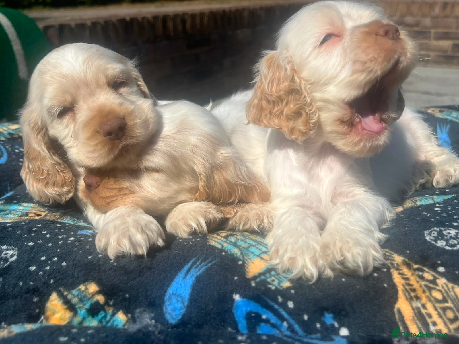 Cocker Spaniel dogs Orange Roan Show Type Cocker spaniel - Advert 1