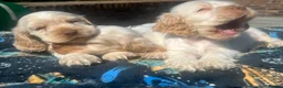 Cocker Spaniel dogs for sale: Orange Roan Show Type Cocker spaniel in Rochester - Advert 1