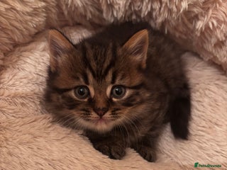 British Longhair cats - Advert 28