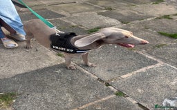 Weimaraner dogs for sale: Beautiful weimanaer bitch - Image 8